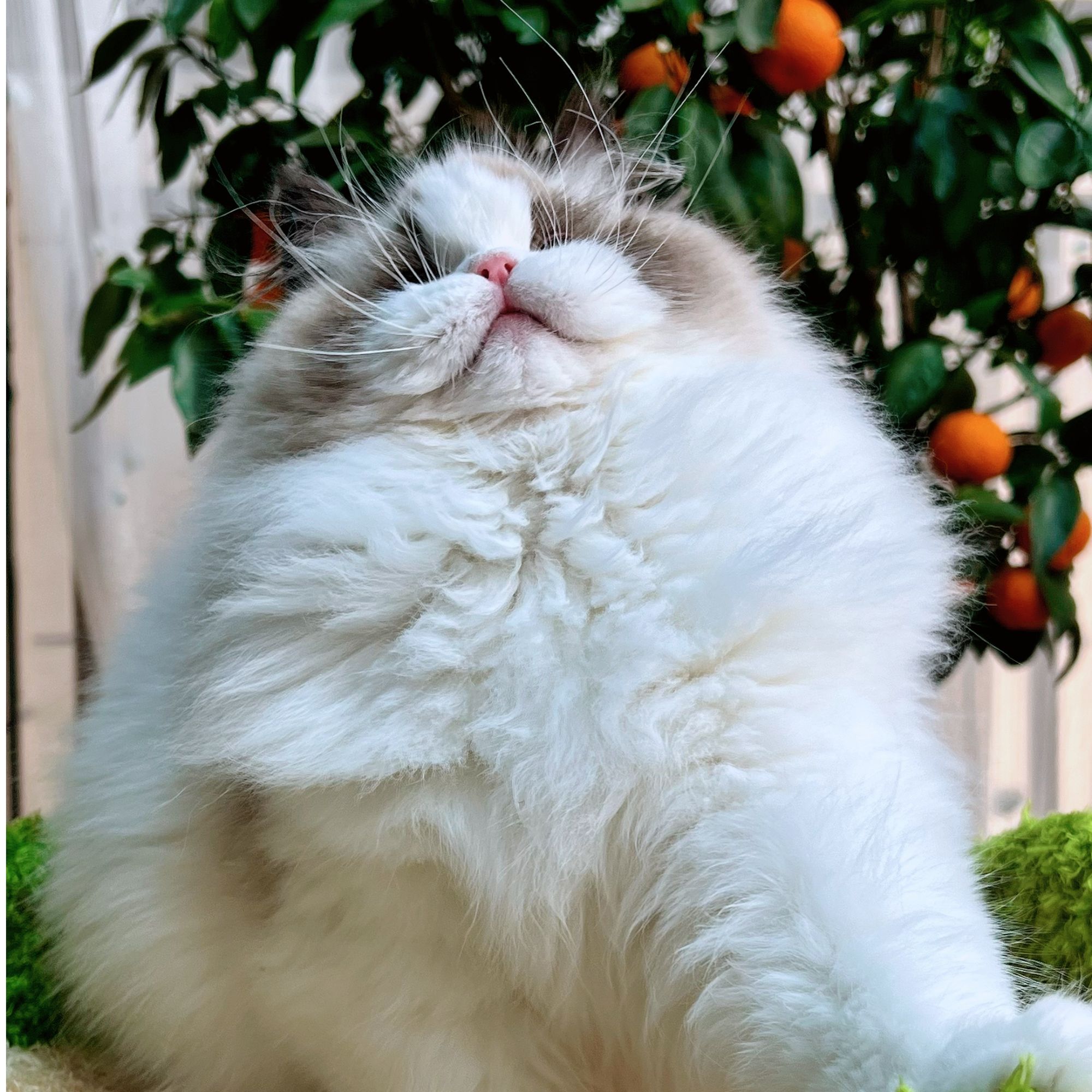 宠爱部落布偶猫舍活体猫咪全款成交链接