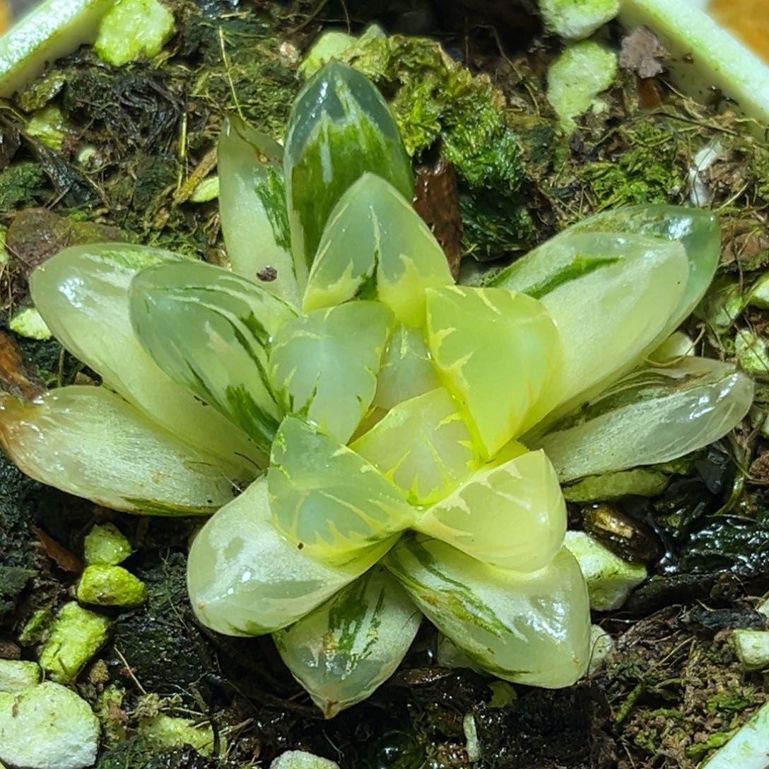 恭喜发财大吉大利0244