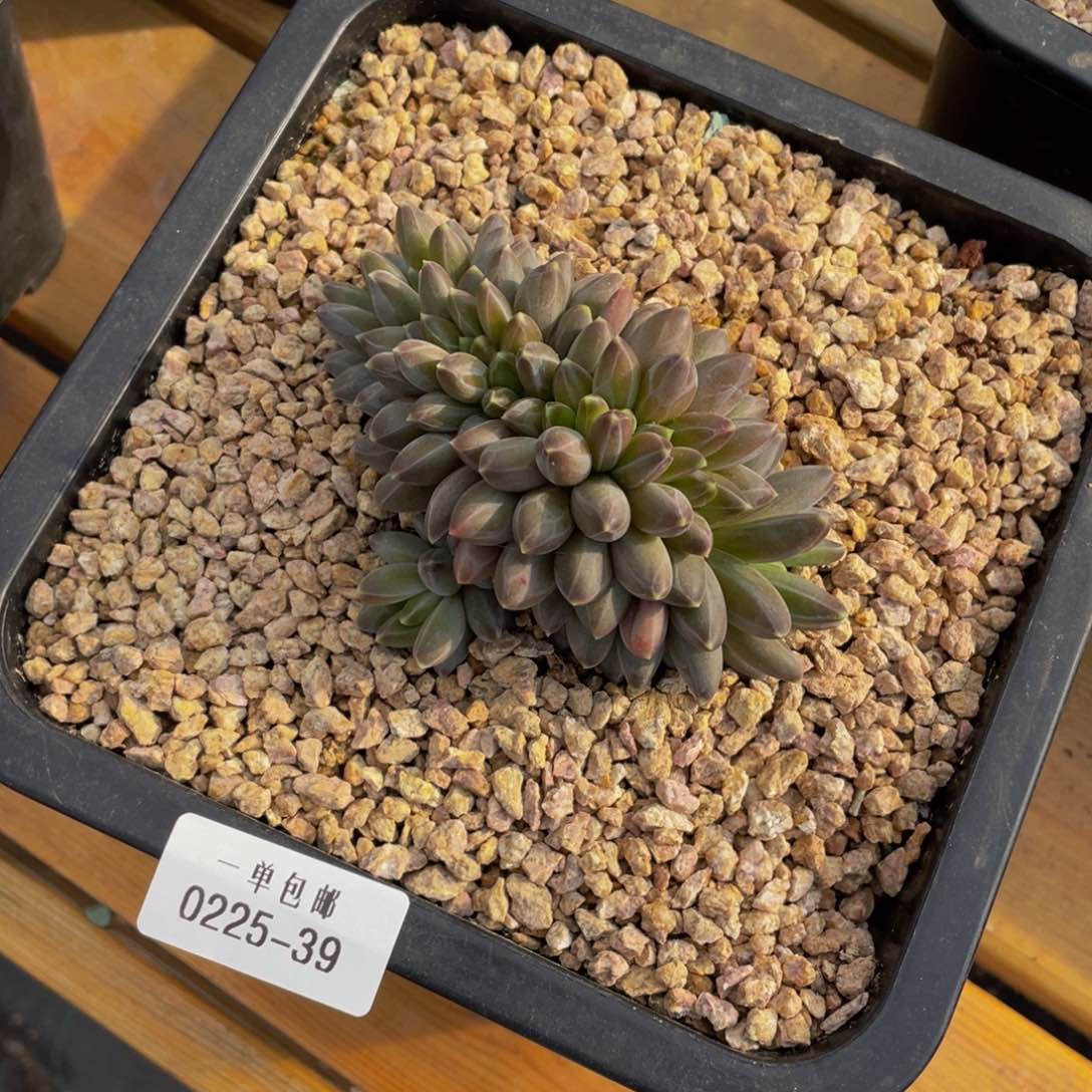 ?**儿0225-39-伊卡路斯缀化。。。。。。