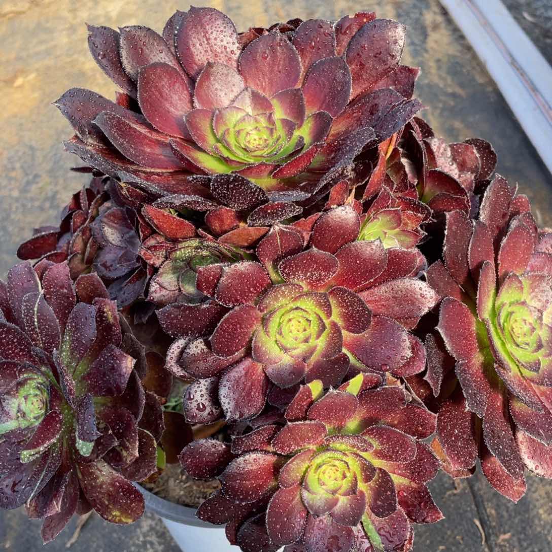 009黑骑士精品法师多肉