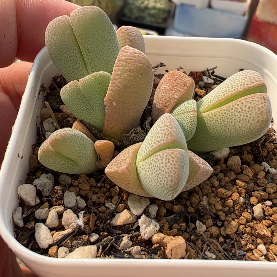 066多肉植物百科