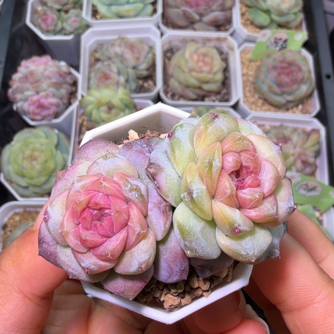 阿***杏吹雪双头一物一拍