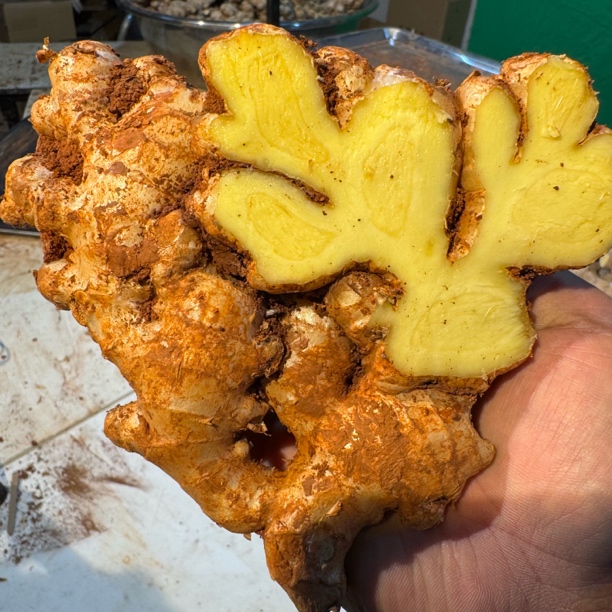 【产地直发】云南高山小黄姜 老姜  新鲜现挖