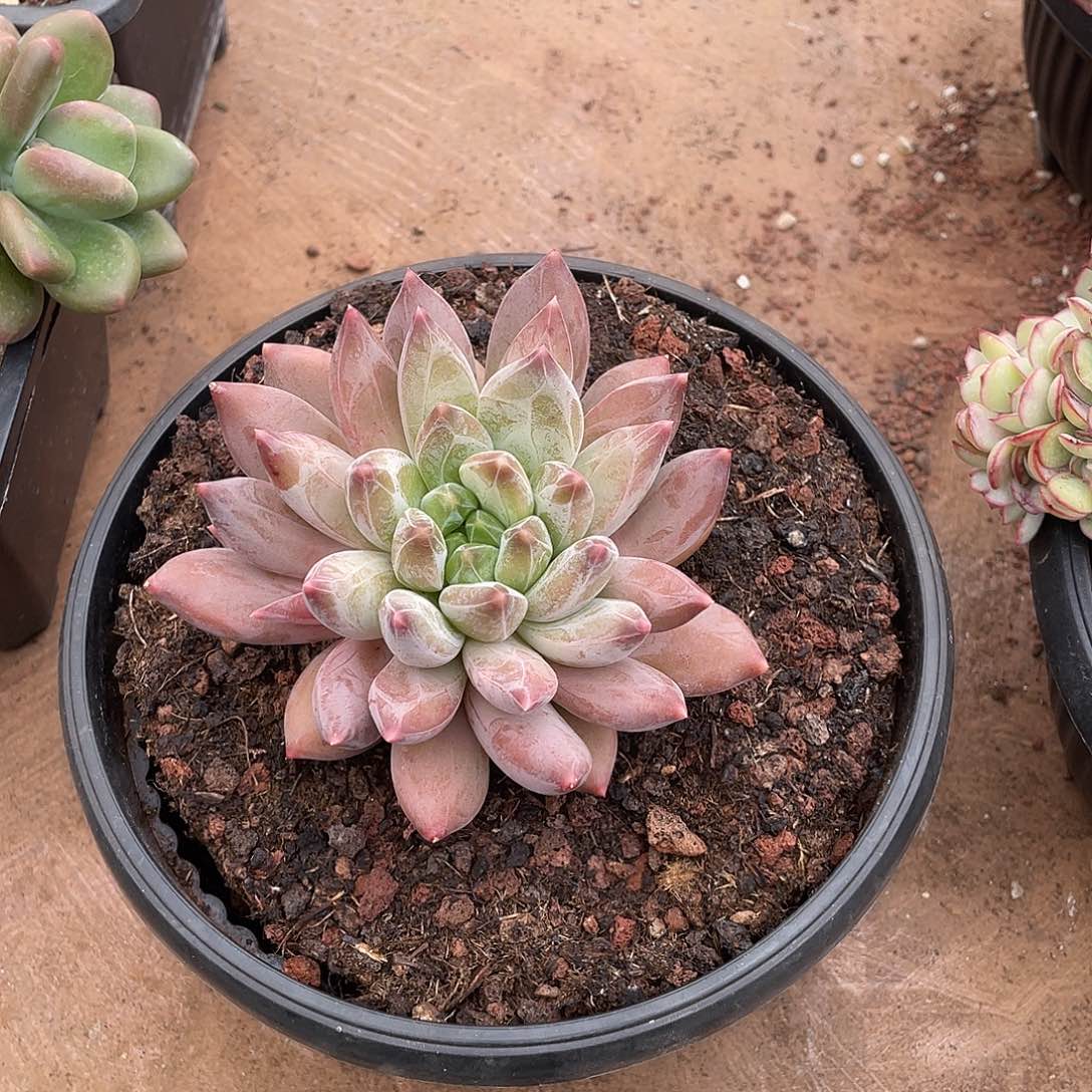 有***西多肉植物福力链接