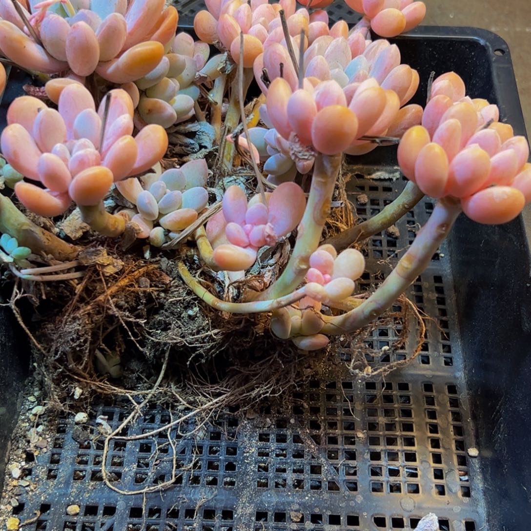 399多肉葡萄的味道