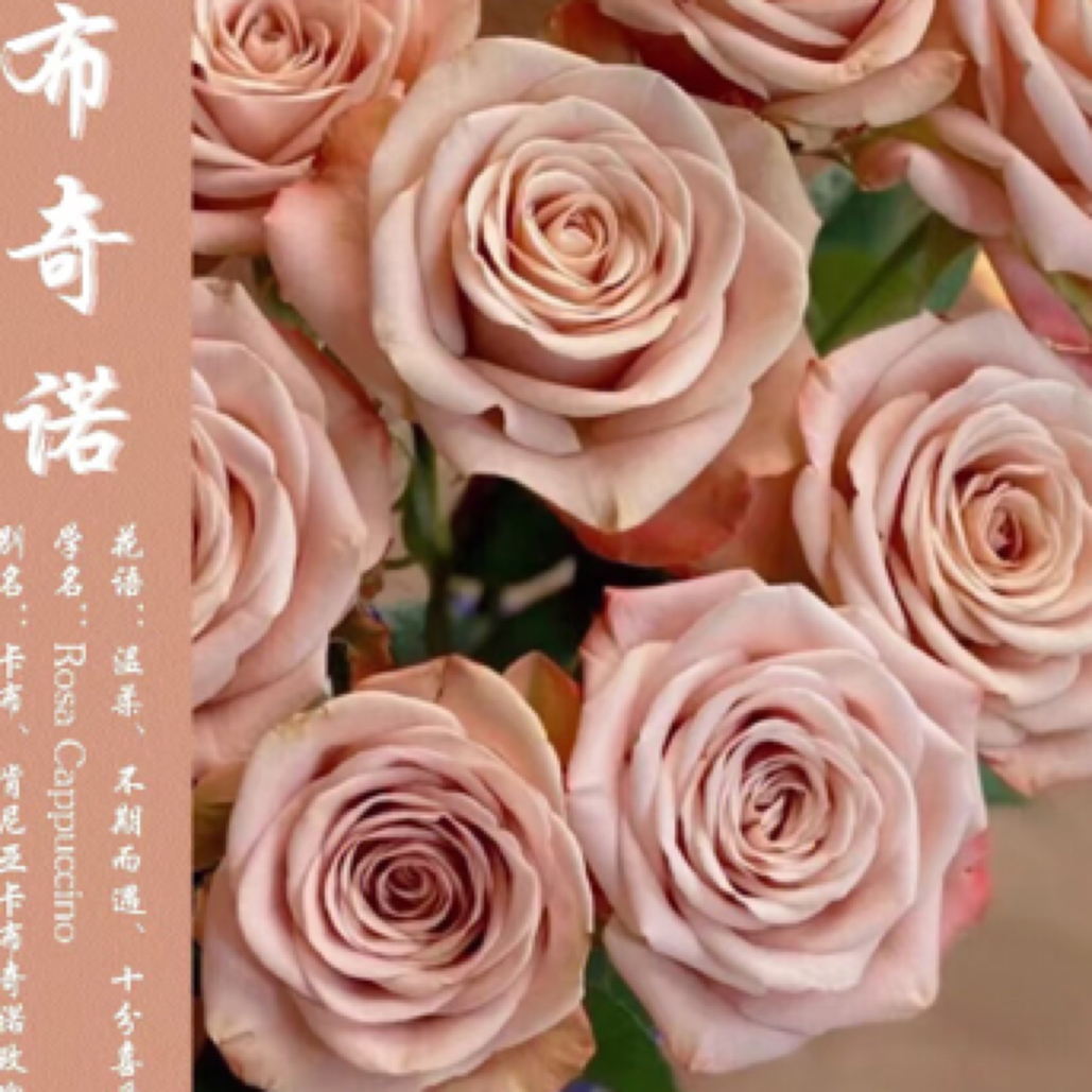 卡布奇洛10支装京东包邮到家