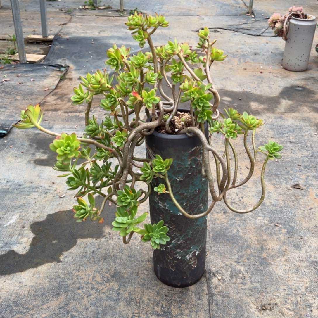 精品一颗水墨丹青物流费