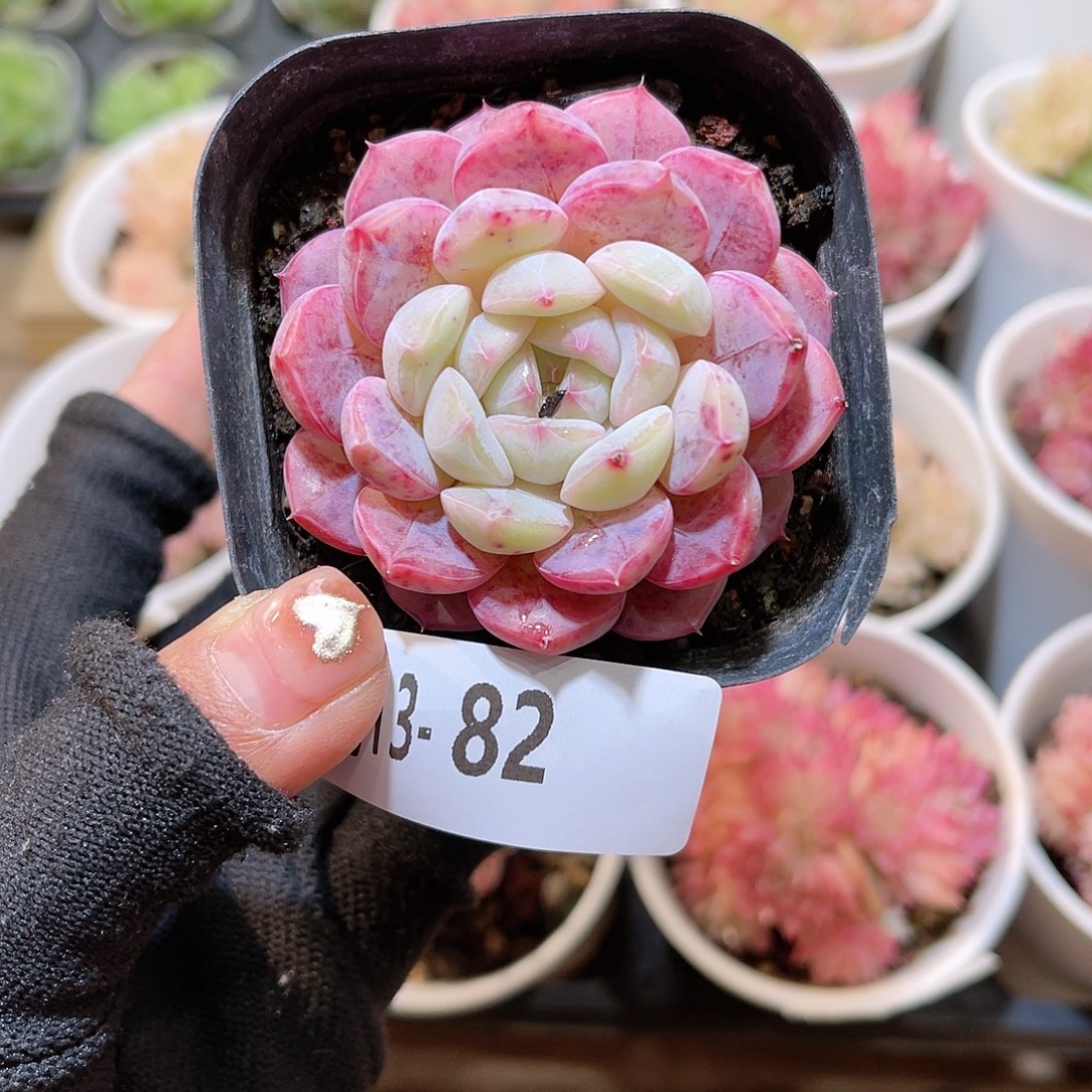 花 13-82新品单头