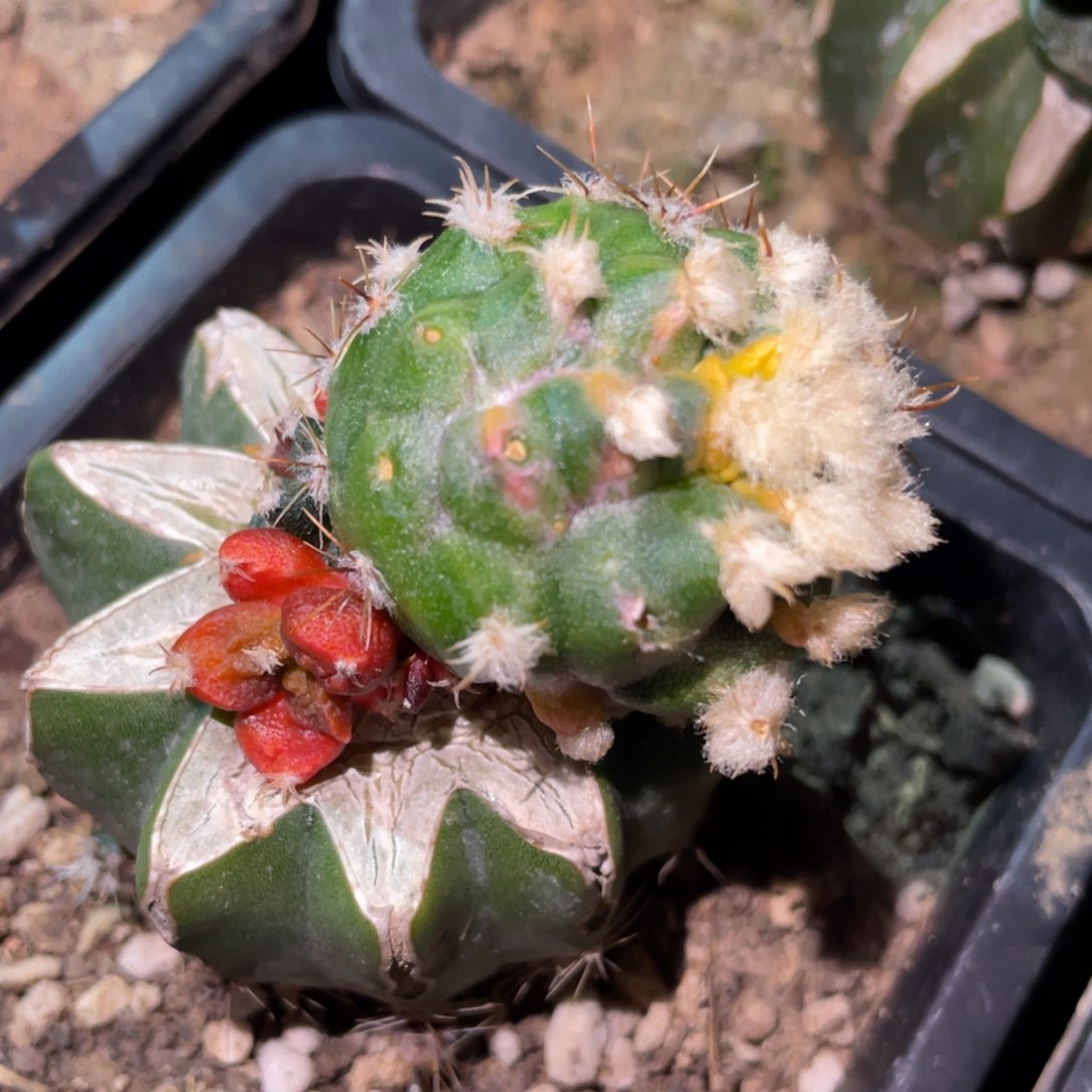 花斑锦 嵌合体锦 仙人球