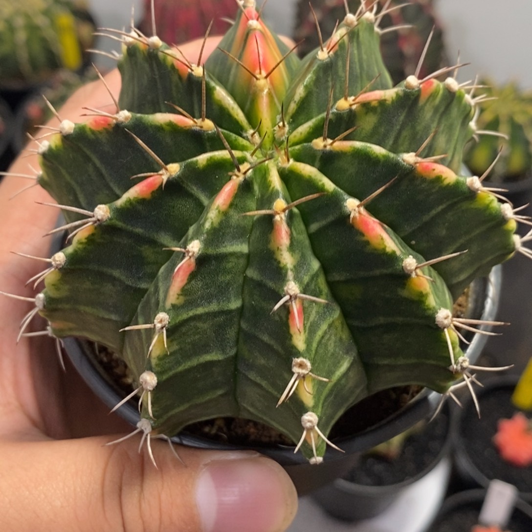 背线锦—带盆土发货21