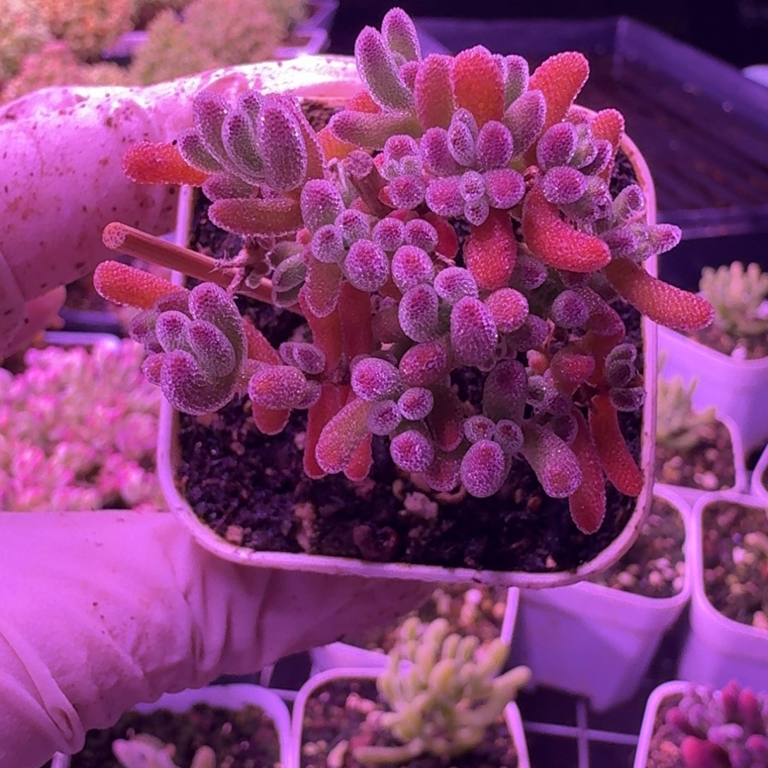 ·***·晶莹橙色个体5厘米盆口