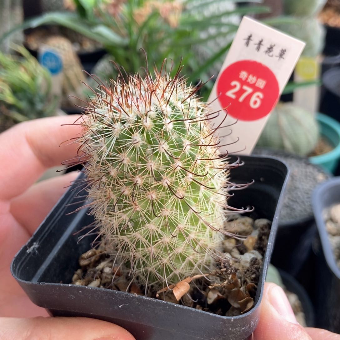 实生天使乳突3.5cm