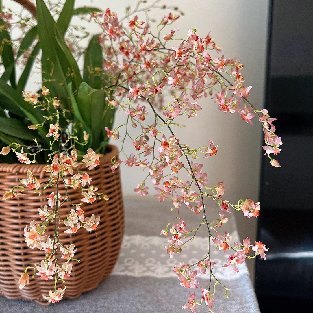  梦香兰 （香槟粉），文心兰花卉盆栽香味