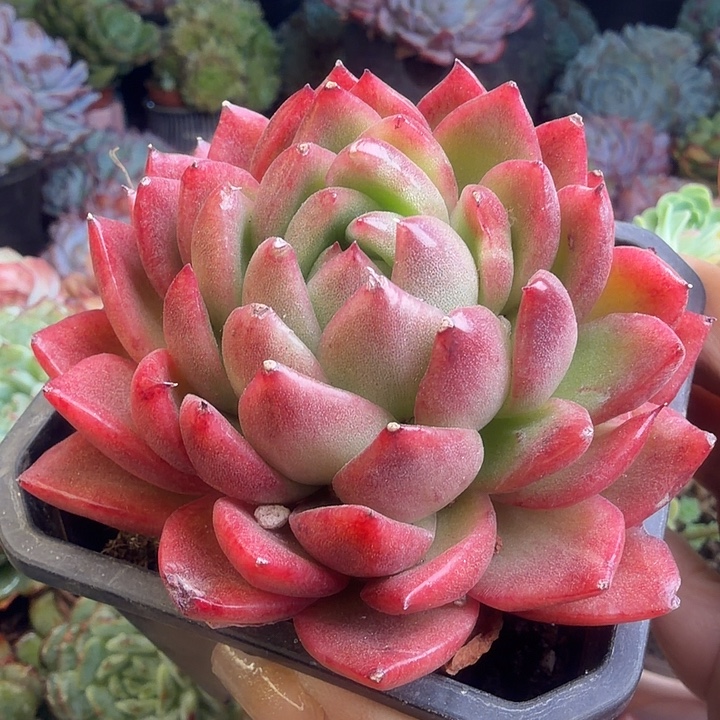 篝火多肉植物盆栽