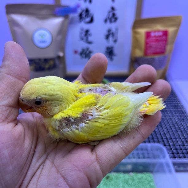特价有咬毛金头黄化闪公L35269-桃面鹦鹉