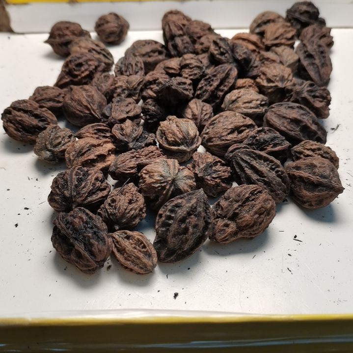 文玩核桃手串逸*斋东北秋子异型57颗89