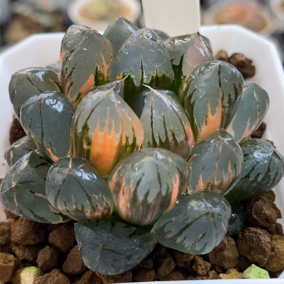 792水晶玉露锦，，，，，