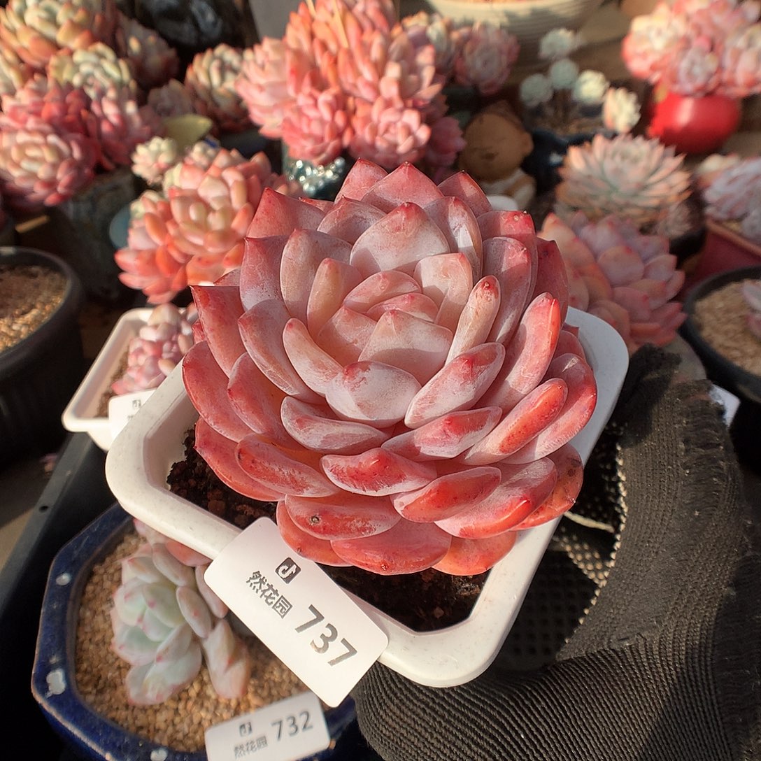 737韩橙多肉植物6666