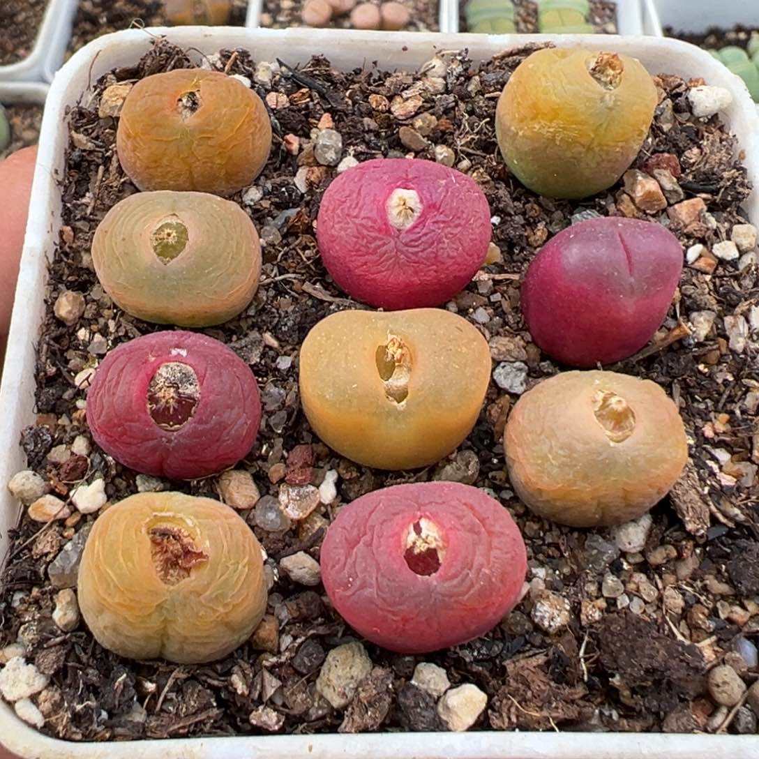 1.23好看的多肉402