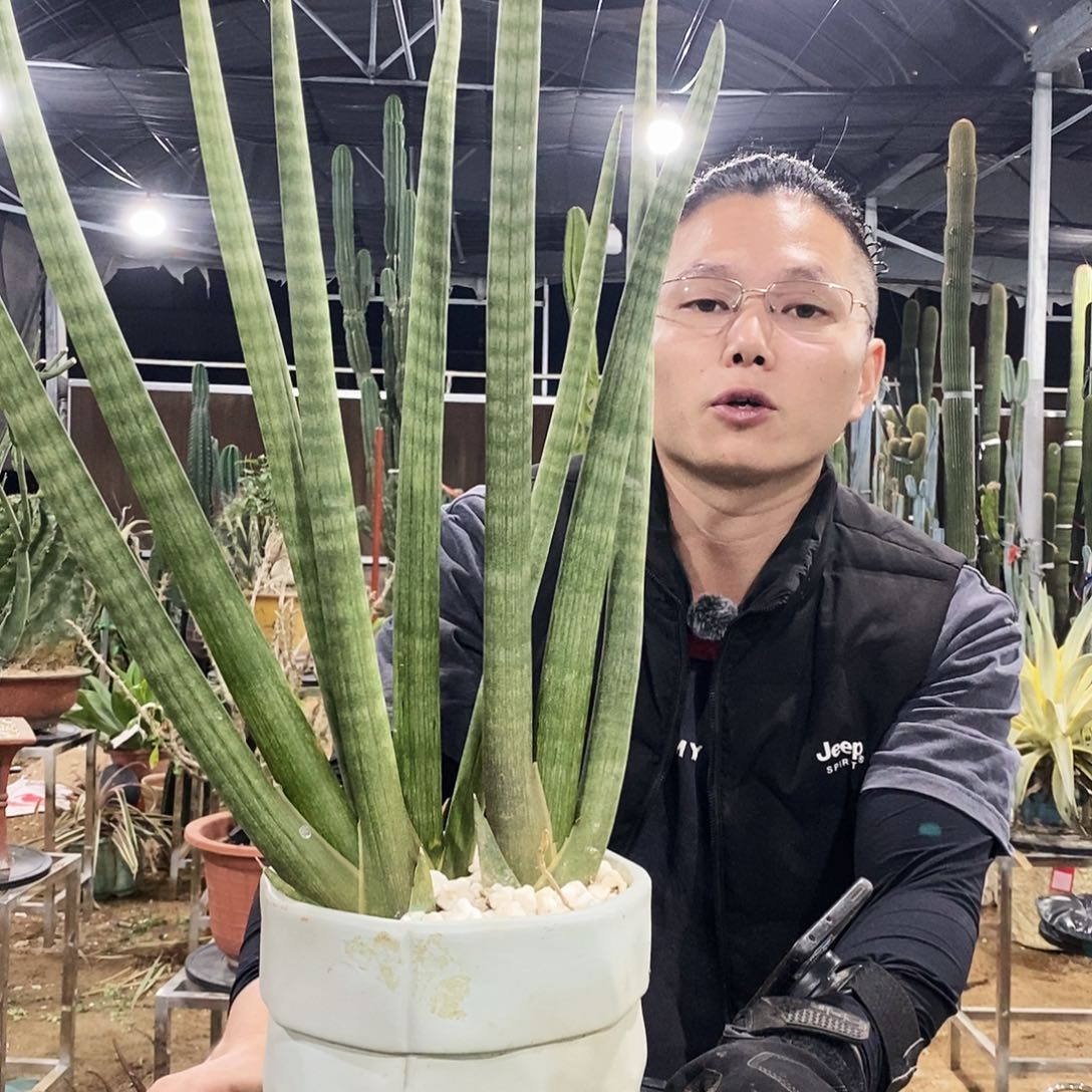 棒叶虎皮兰高50-60公分（3棵）