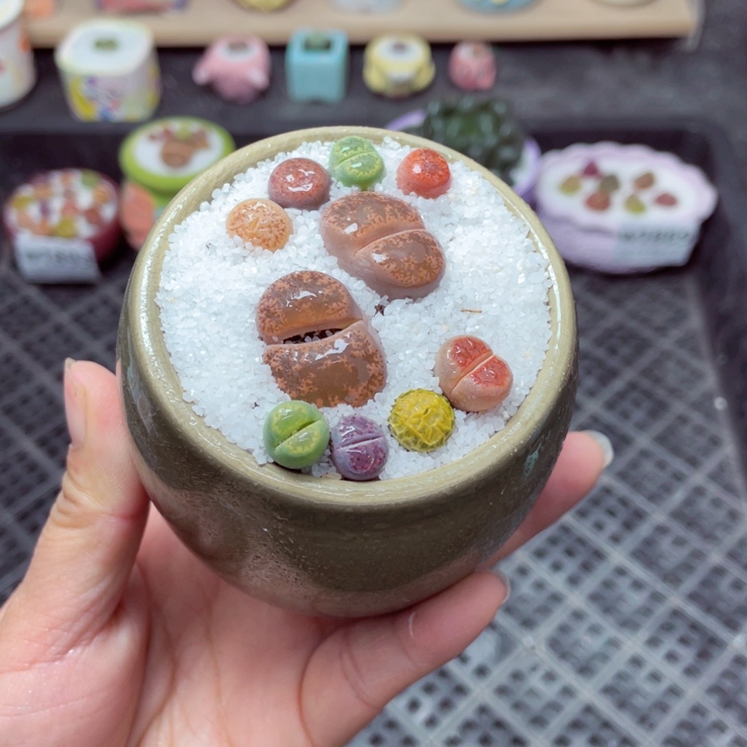 w1895 带盆土发货-零下地区拍保温箱