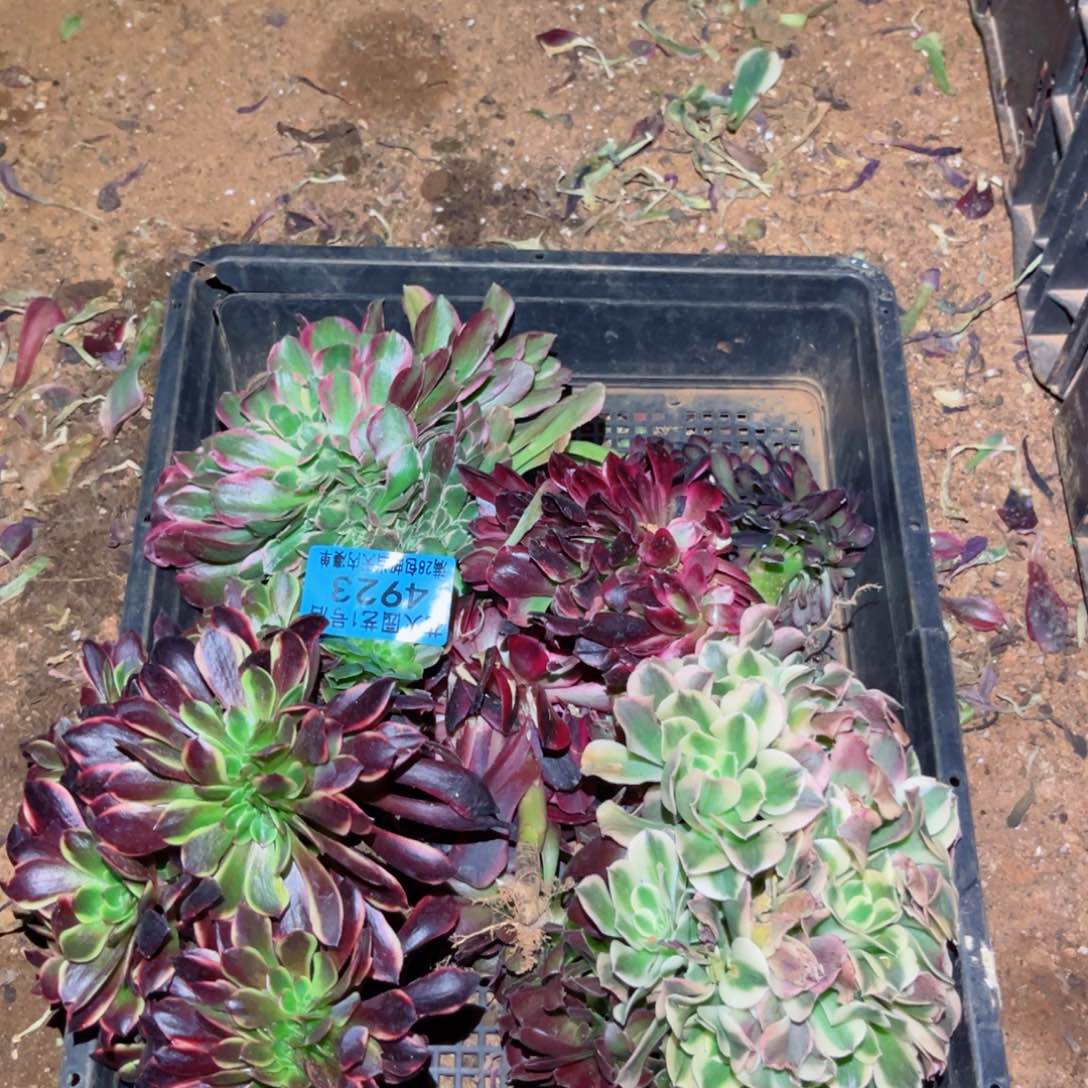 组合4923多肉植物