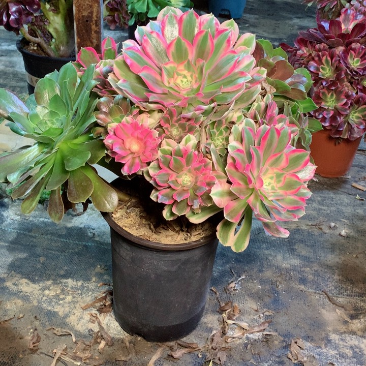 粉女巫花脸多肉一物一拍～