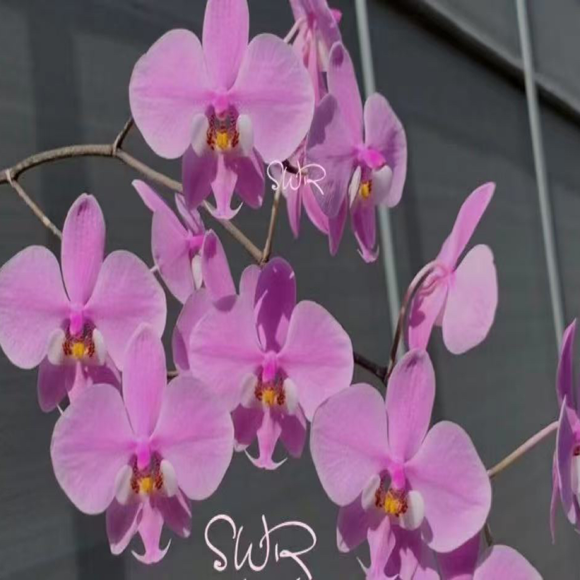 花农杰哥原生种蝴蝶兰直播专用西蕾丽雪櫻