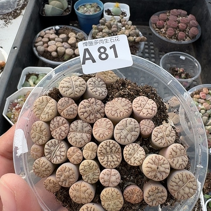 81多肉植物多肉植物