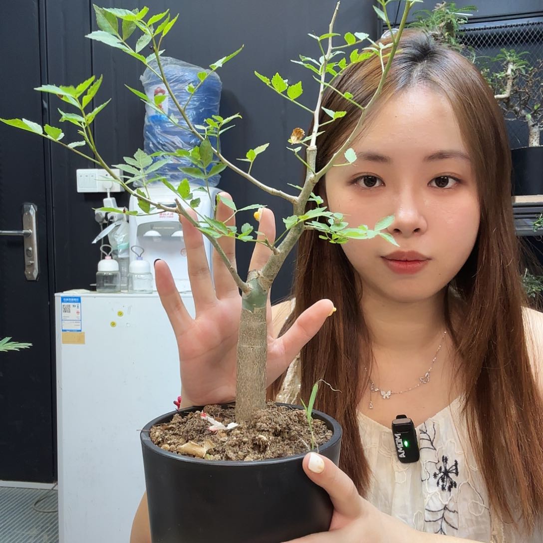 芳香裂榄带盆土。