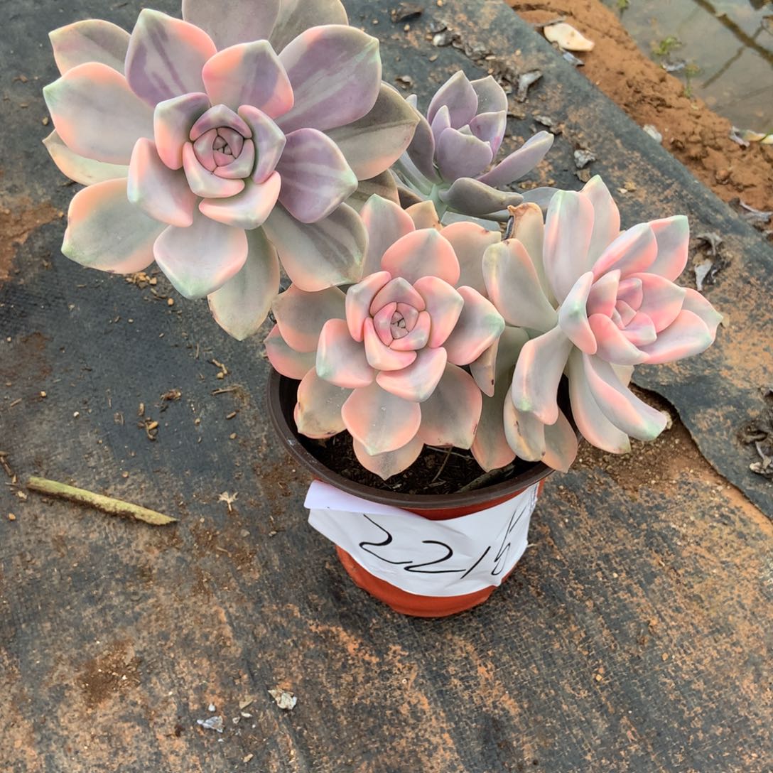 紫乐锦2215晓晓一物一拍冷链