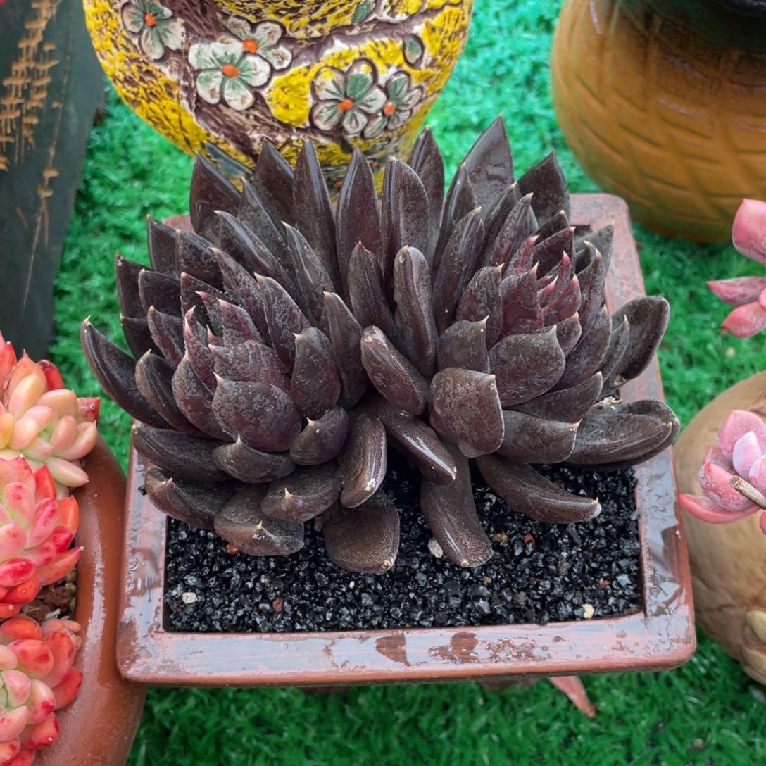 黑骑士多肉植物盆栽多肉植物