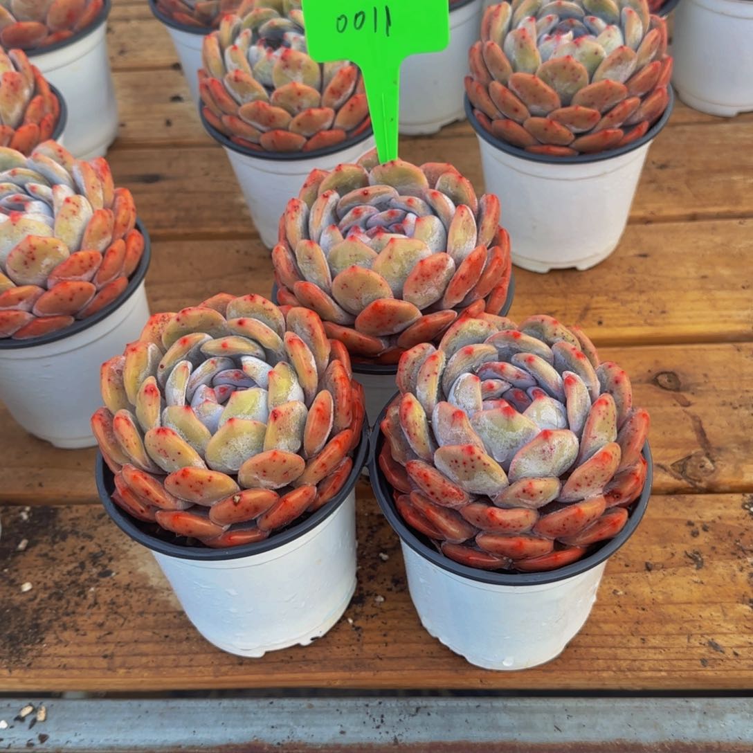 组合套餐编号11号