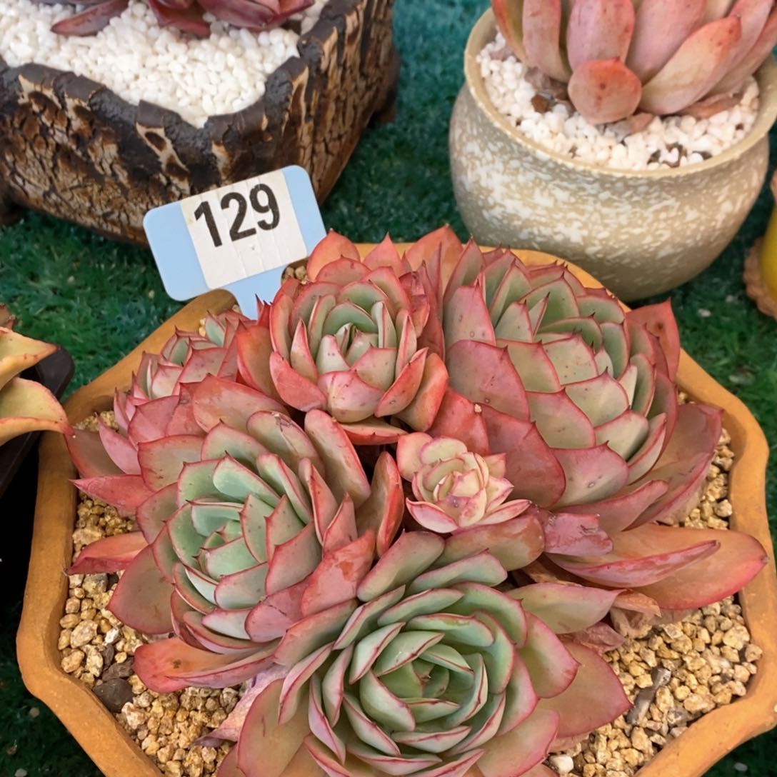 牡丹亭多肉植物盆栽