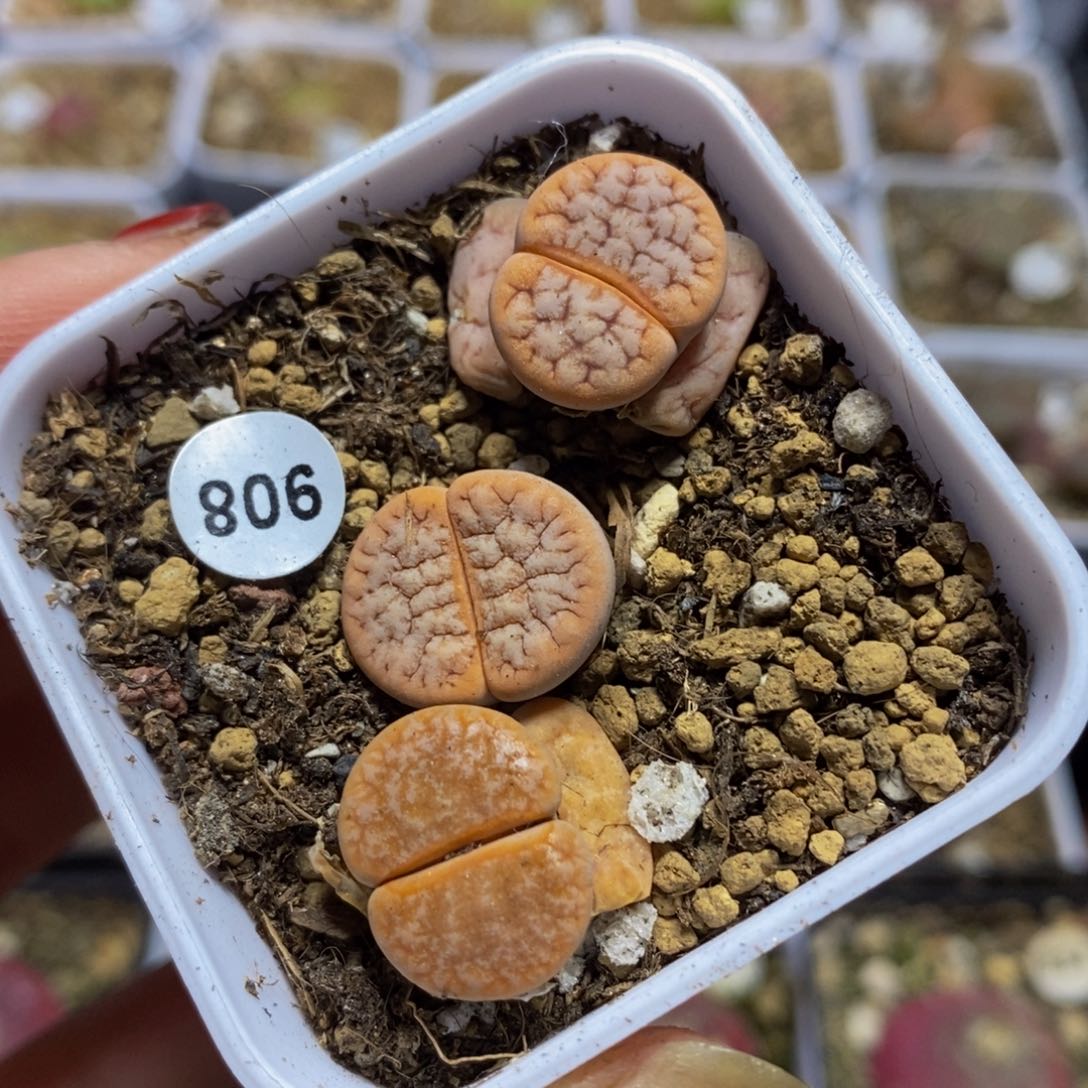 拿铁3颗多肉植物
