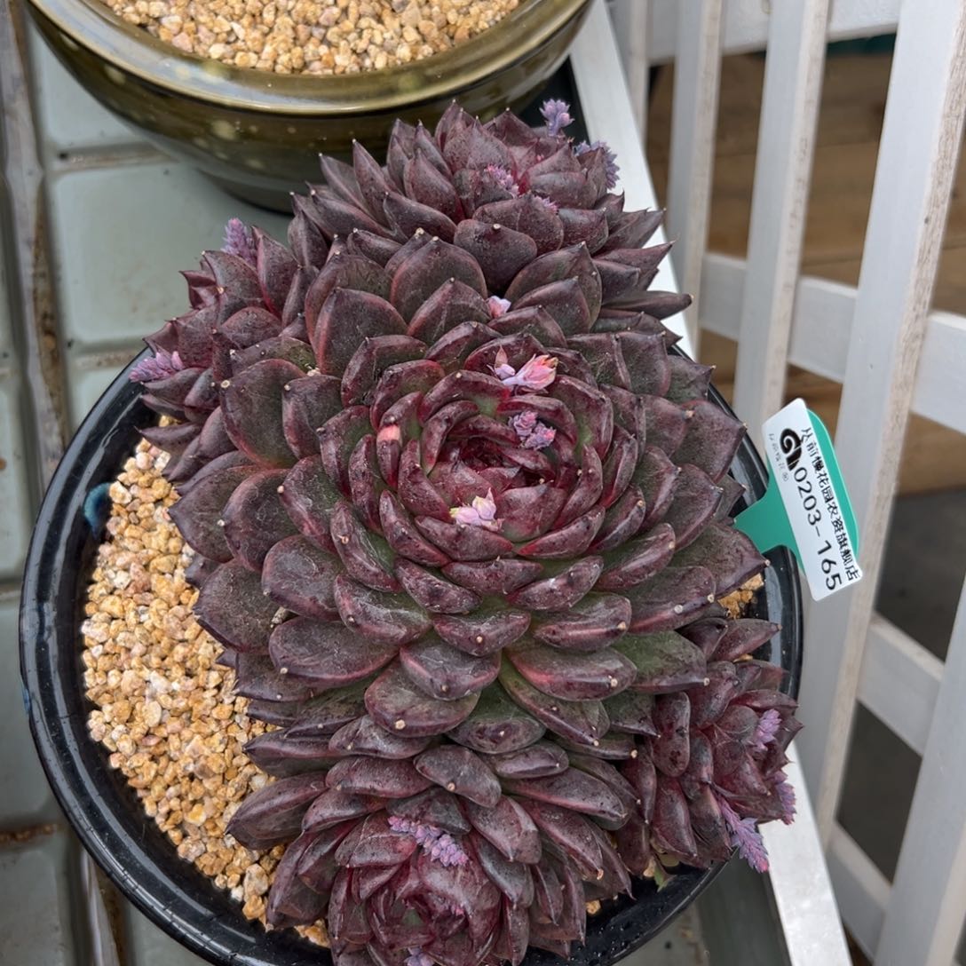 多肉一物一拍0203-165