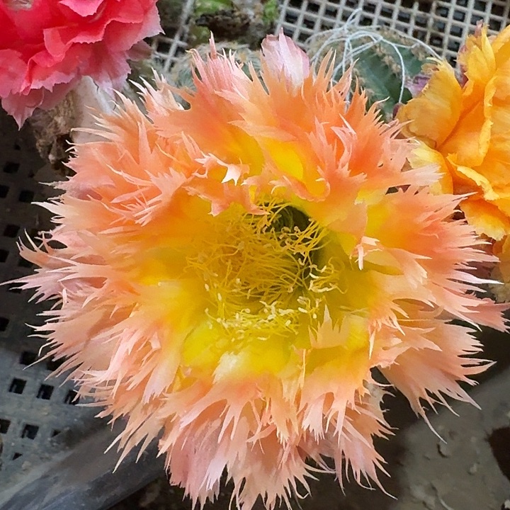 凤一侧芽4公分左右彩草