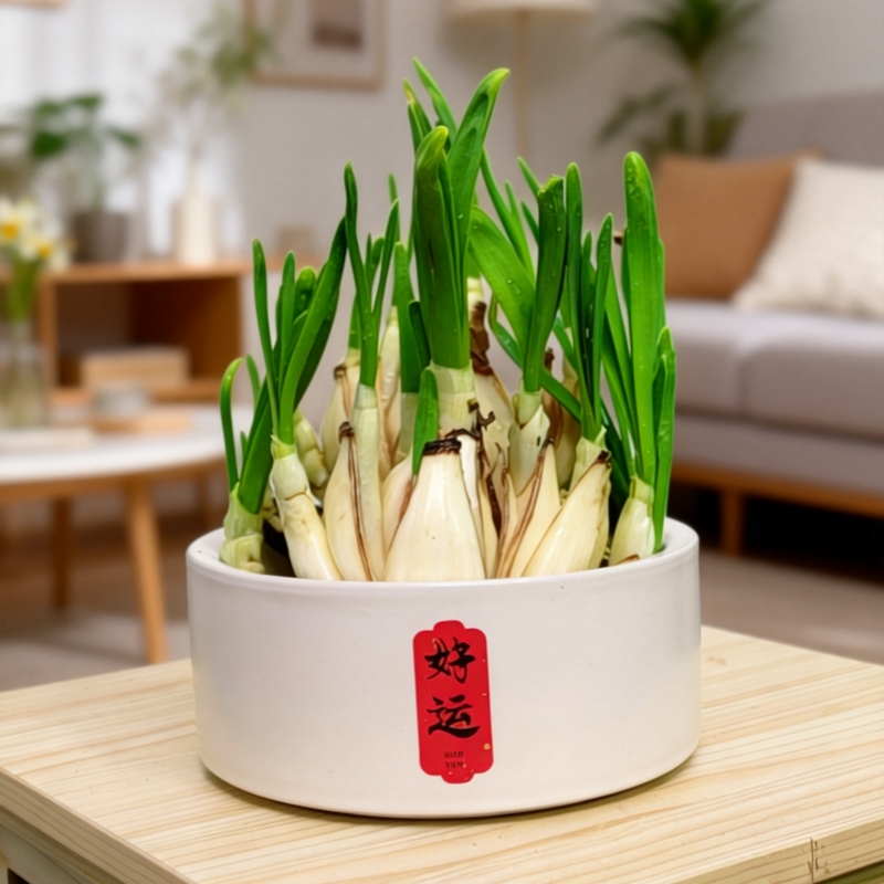 水仙花陶瓷盆冬季八字切种球产地直发重瓣特级懒人水培浓香带盆