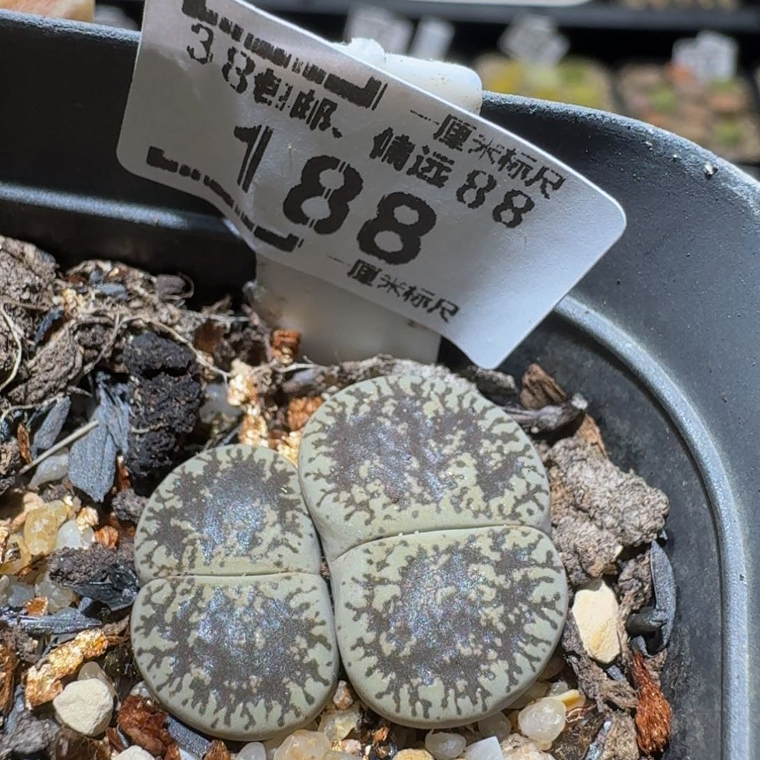 Ssss精品生石花188