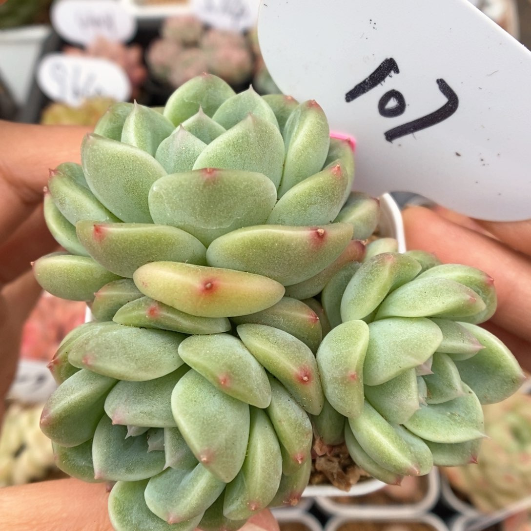 甜心e群生可拍107号。  
