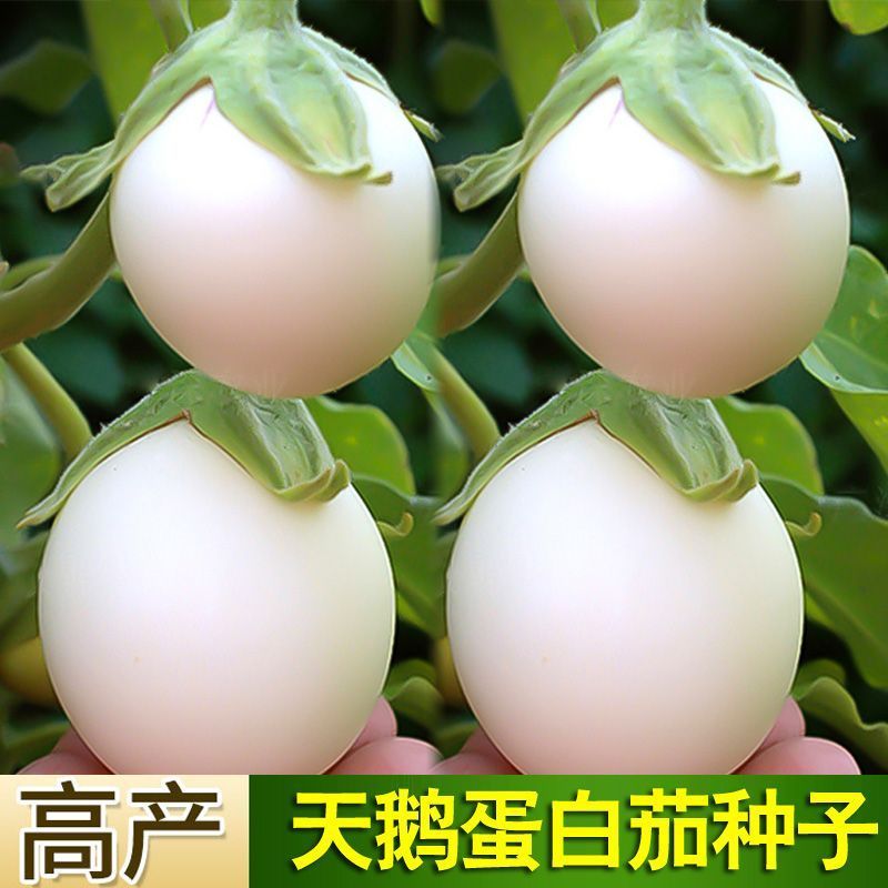 天鹅蛋白茄子种子抗病高产早熟白茄子种籽大田用茄子苗瓜果种子春