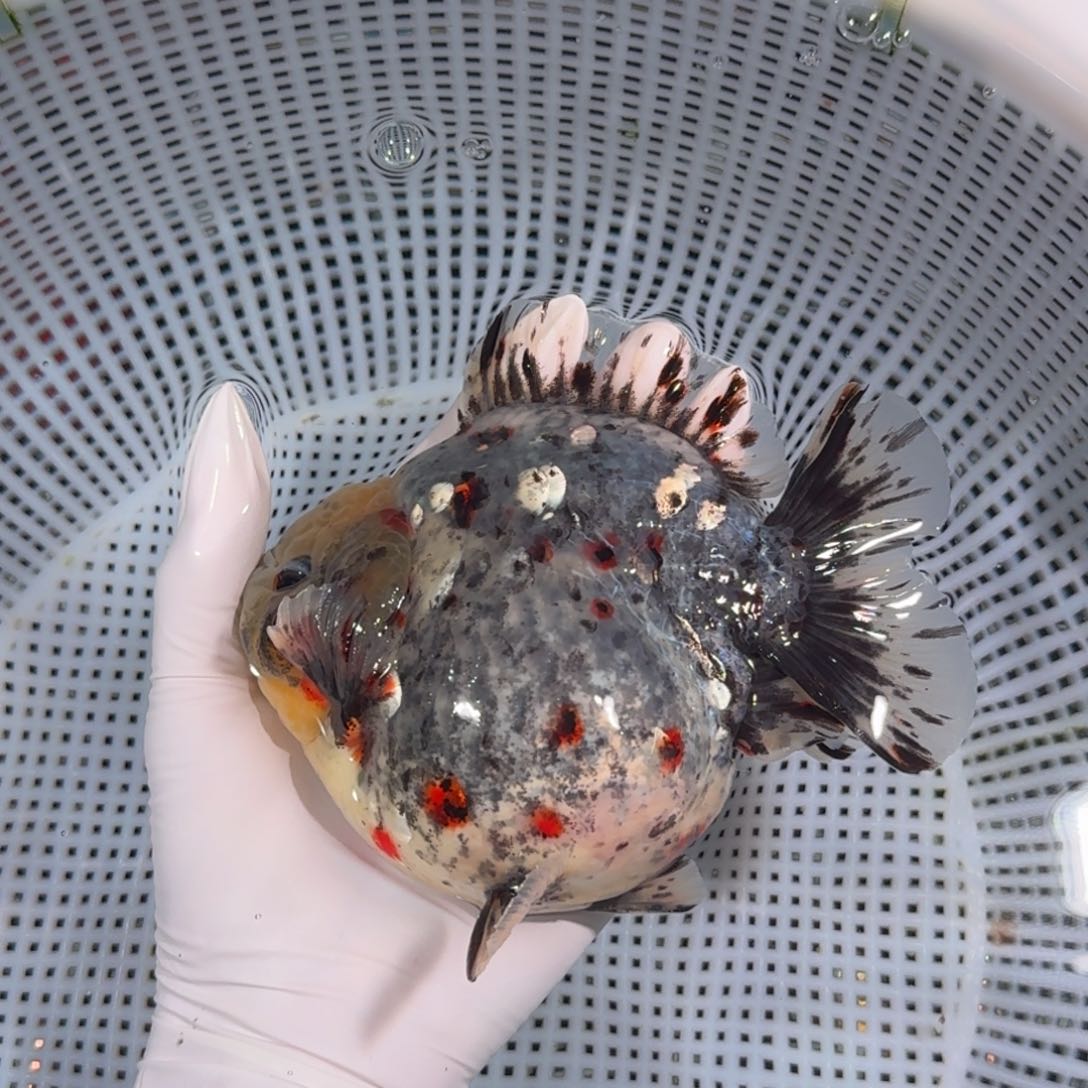 金鱼类不分公母15