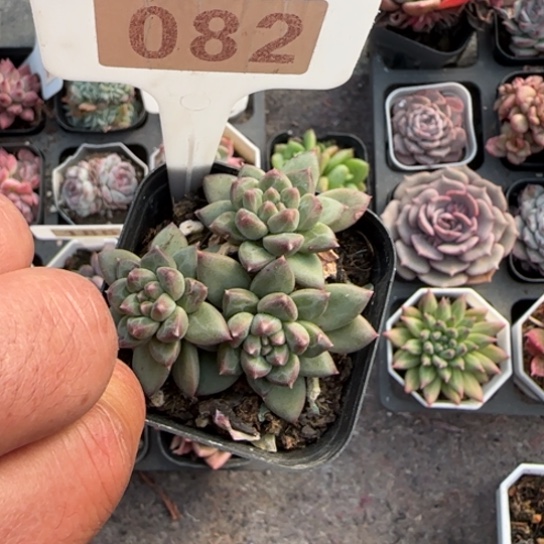 82甲骨文多肉植物多