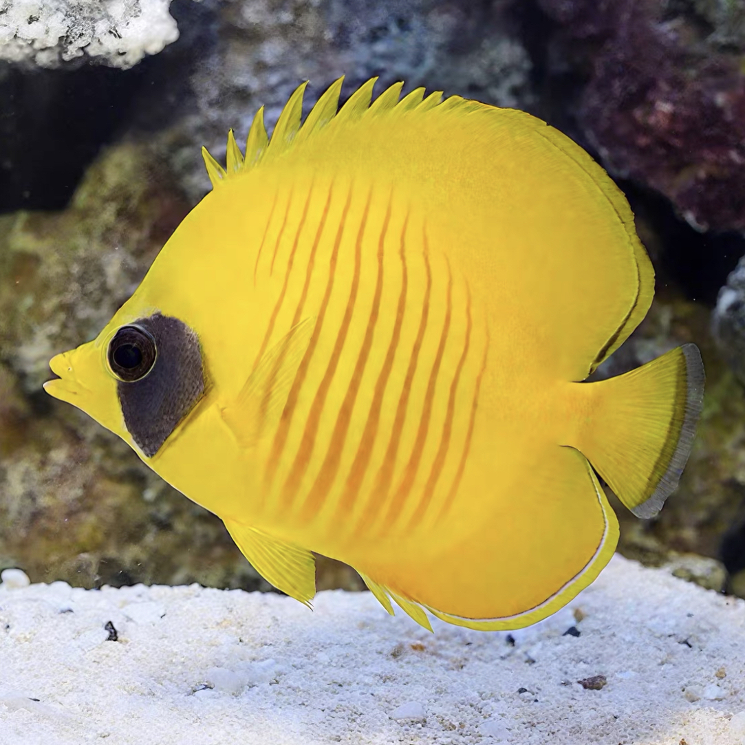 红海黄金蝶海水鱼热带观赏鱼售后需拍开箱视频（免包装费）