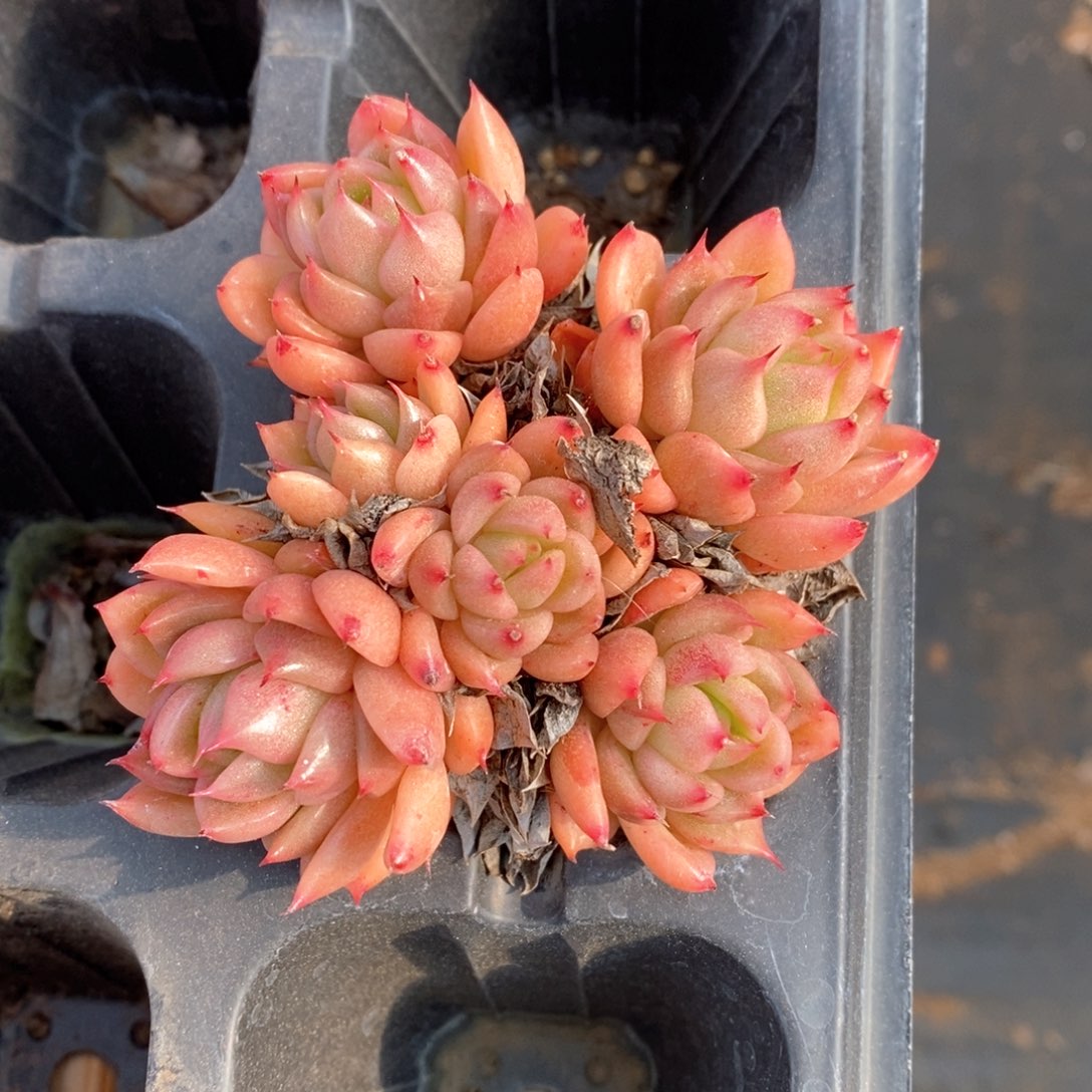 精品多肉一物一拍不包整43