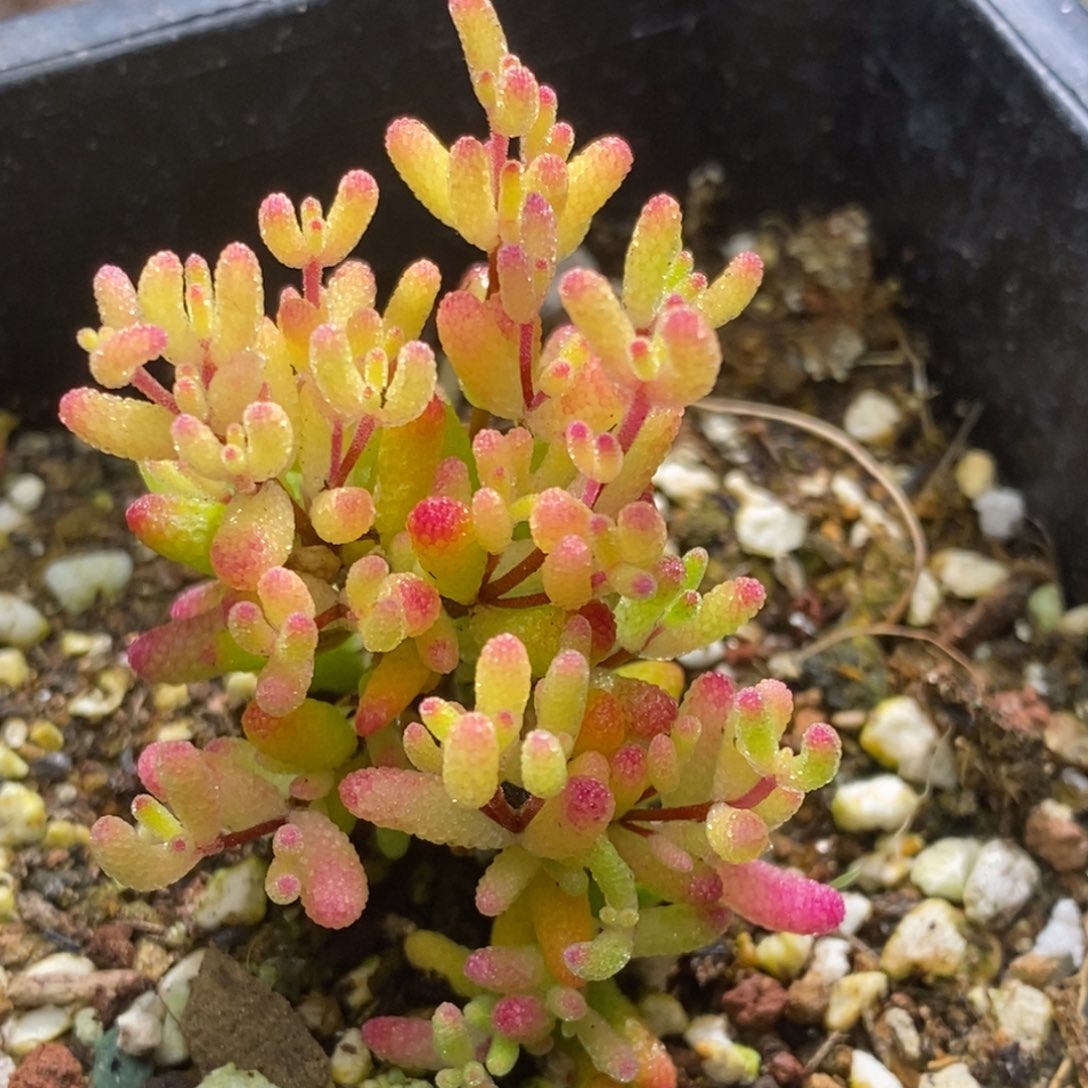 假猪枝干番杏D240