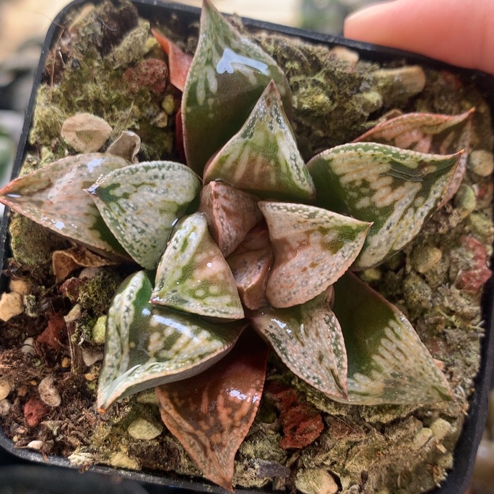 铜雀台一物一拍带盆