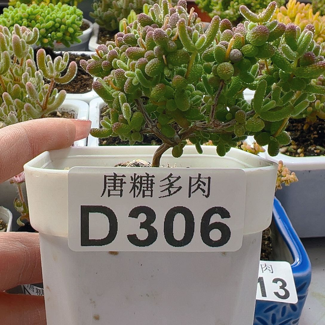 蜜橘306。                