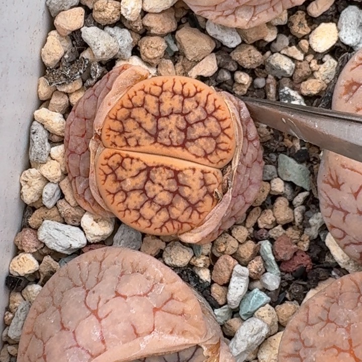 精品多肉植物精品多肉