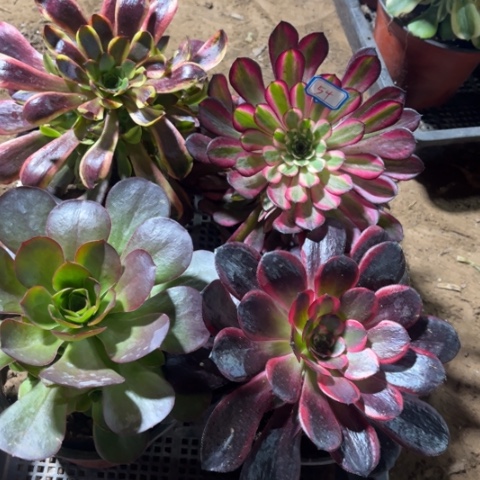 054多肉植物组合